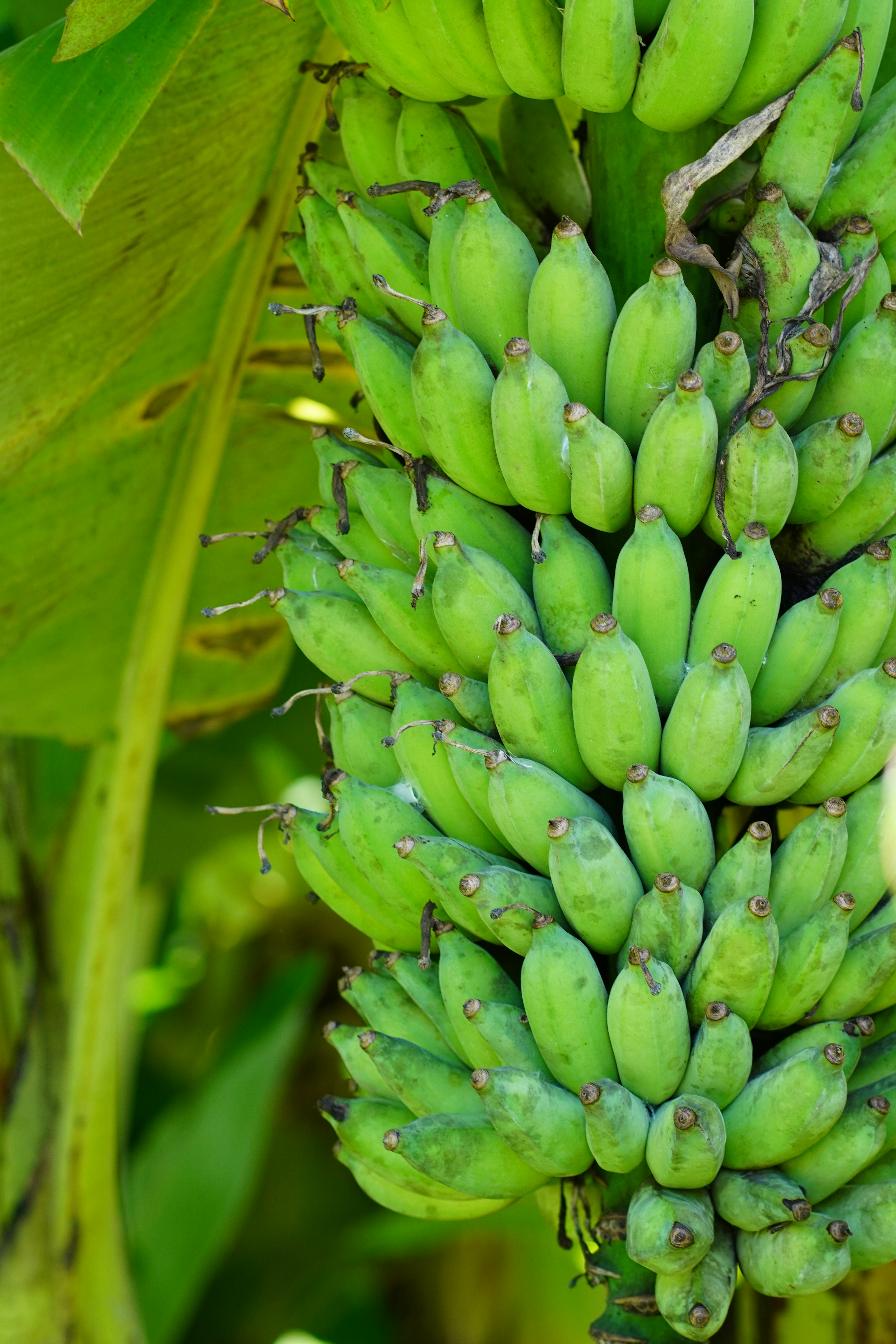 Bananas, straight from the bunch