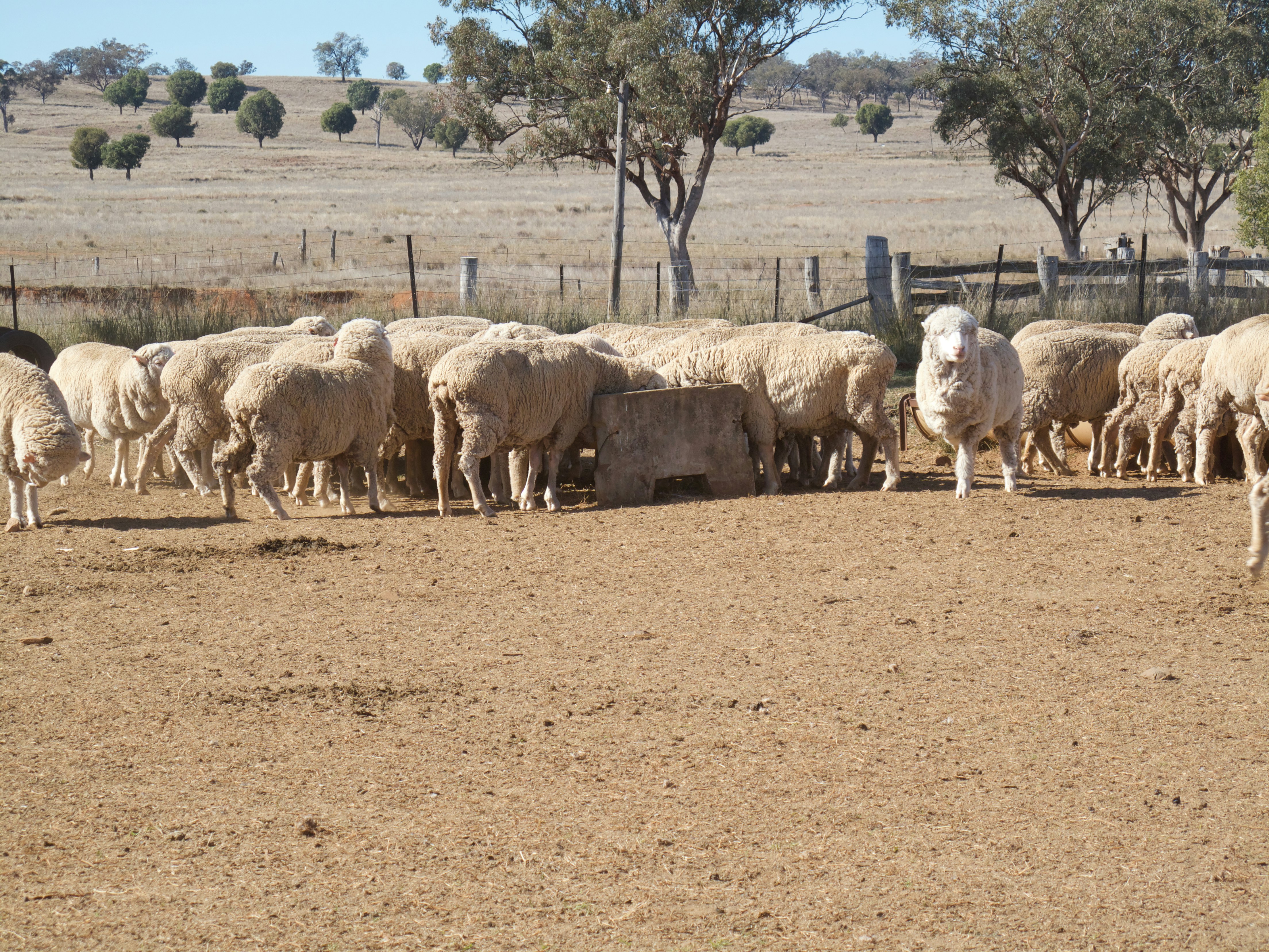 Pasture-raised, paddock to plate